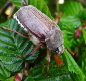 Feldmaikäfer (Melolontha melolontha)-L. Klasing