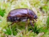 Junikäfer (Amphimallon solstitialis)-L. Klasing