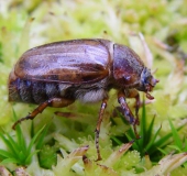 Junikäfer (Amphimallon solstitialis)-L. Klasing