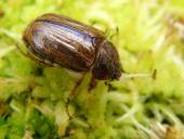 Junikäfer (Amphimallon solstitialis)-L. Klasing