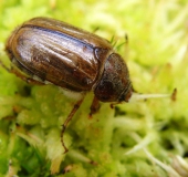 Junikäfer (Amphimallon solstitialis)-L. Klasing