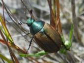 Kleiner Julikäfer (Anomala dubia)-L. Klasing