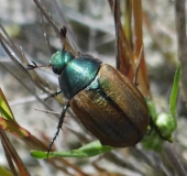 Kleiner Julikäfer (Anomala dubia)-L. Klasing