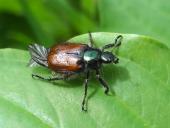 Gartenlaubkäfer (Phyllopertha horticola)-L. Klasing