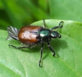 Gartenlaubkäfer (Phyllopertha horticola)-L. Klasing