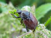 Kleiner Gras-Laubkäfer (Hoplia graminicola)-L. Klasing