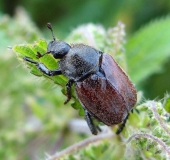 Kleiner Gras-Laubkäfer (Hoplia graminicola)-L. Klasing