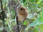 Zwergmaus (Micromys minutus)-L. Klasing