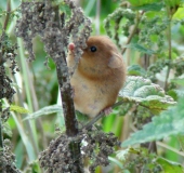 Zwergmaus (Micromys minutus)-L. Klasing