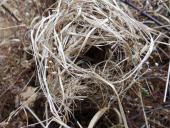 Nest der Zwergmaus (Micromys minutus)-L. Klasing