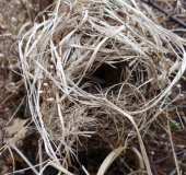 Nest der Zwergmaus (Micromys minutus)-L. Klasing