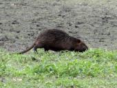 Nutria (Myocastor coypus)-L. Klasing