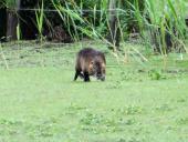Nutria (Myocastor coypus)-L. Klasing