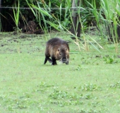 Nutria (Myocastor coypus)-L. Klasing