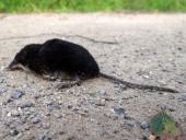 Wasserspitzmaus (Neomys fodiens)-L. Klasing