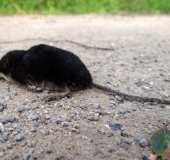 Wasserspitzmaus (Neomys fodiens)-L. Klasing