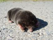 Maulwurf (Talpa europaea)-L. Klasing