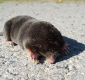 Maulwurf (Talpa europaea)-L. Klasing