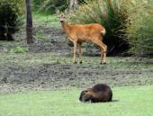 Nutria (Myocastor coypus) u. Reh (Capreolus capreolus)-L. Klasing