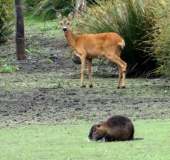 Nutria (Myocastor coypus) u. Reh (Capreolus capreolus)-L. Klasing