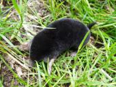 Maulwurf (Talpa europaea)-L. Klasing