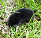 Maulwurf (Talpa europaea)-L. Klasing