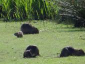 Nutria (Myocastor coypus) mit Nachwuchs-L. Klasing