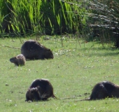 Nutria (Myocastor coypus) mit Nachwuchs-L. Klasing