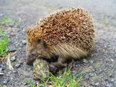 Igel (Erinaceus eoropaeus)-L. Klasing