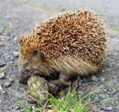 Igel (Erinaceus eoropaeus)-L. Klasing