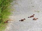 Jungtiere: Großes Wiesel (Mustela erminea)-L. Klasing