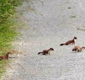 Jungtiere: Großes Wiesel (Mustela erminea)-L. Klasing