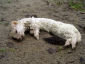 Im Winterfell Großes Wiesel (Mustela erminea)-L. Klasing