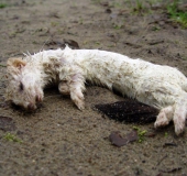 Im Winterfell Großes Wiesel (Mustela erminea)-L. Klasing