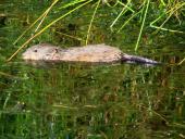 Bisam (Ondatra zibethica)-L. Klasing