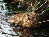 Bisam (Ondatra zibethica)-L. Klasing