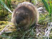 Bisam (Ondatra zibethica)-L. Klasing