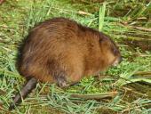 Bisam (Ondatra zibethica)-L. Klasing