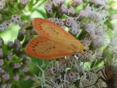 Rosen-Flechtenbärchen (Miltochrista miniata)-L. Klasing