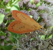 Rosen-Flechtenbärchen (Miltochrista miniata)-L. Klasing