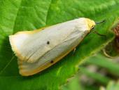 Elfenbein-Flechtenbärchen (Cybosia mesomella)-L. Klasing