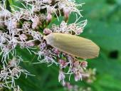 Dottergelbe Flechtenbärchen (Eilema sororcula)-L. Klasing