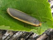 Gelbleib-Flechtenbärchen (Eilema complana)-L. Klasing