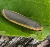 Gelbleib-Flechtenbärchen (Eilema complana)-L. Klasing