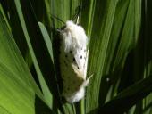 Paarung: Breitflügeliger Fleckleibbär (Spilosoma lubricipeda)-L. Klasing)