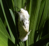 Paarung: Breitflügeliger Fleckleibbär (Spilosoma lubricipeda)-L. Klasing)