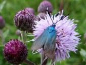 Ampfer-Grünwidderchen w. (Adscita statices)-L. Klasing