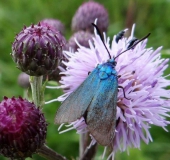 Ampfer-Grünwidderchen w. (Adscita statices)-L. Klasing