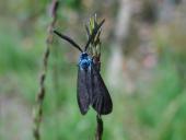Ampfer-Grünwidderchen m. (Adscita statices)-L. Klasing