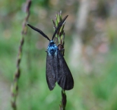 Ampfer-Grünwidderchen m. (Adscita statices)-L. Klasing